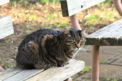 Close-up of a cat sitting on bench