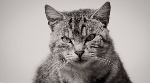 Close-up portrait of a cat against white background