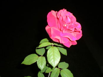 Close-up of pink rose