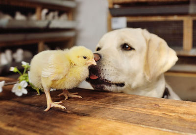Labrador dog watches two small chickens on a wooden table 
