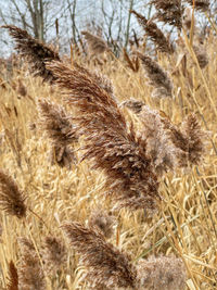 Close-up of crab on field
