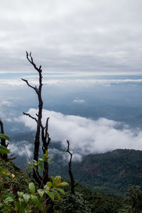 Scenic view of tree mountains against sky