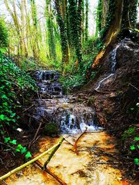 Stream amidst trees in forest