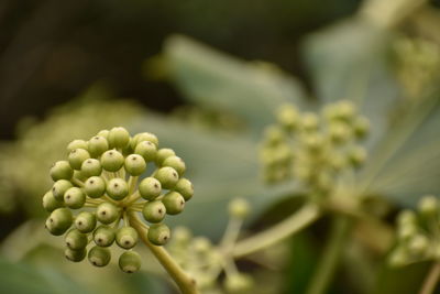 Close-up of flowering plant