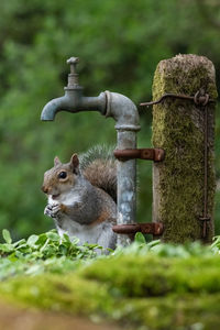 Grey squirrel sitting under an old weathered tap on wooden post
