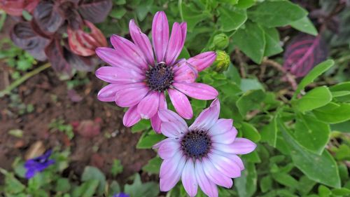 High angle view of pink flower