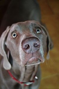 Close-up portrait of dog