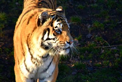 Close-up of a tiger