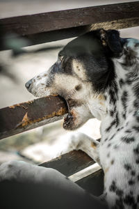 Close-up of a dog looking away