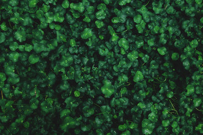 Full frame shot of green leaves