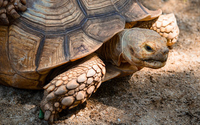 Close-up of a turtle in zoo