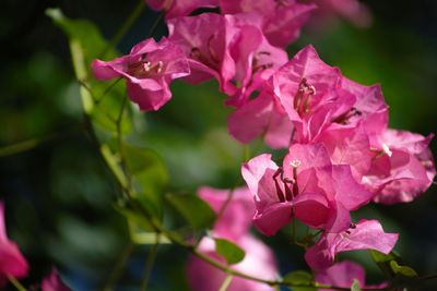 Close-up of pink flowering plant