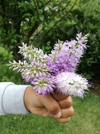 Close-up of hand holding purple flowering plant