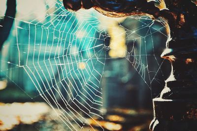 Close-up of spider web