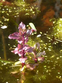 Close-up of flowers blooming outdoors