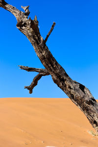 Low angle view of driftwood against clear sky