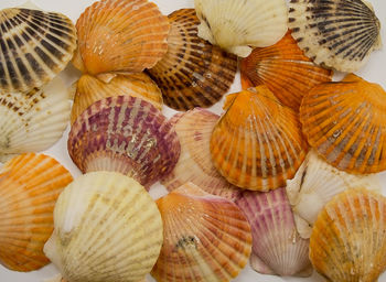 Close-up of cockleshells