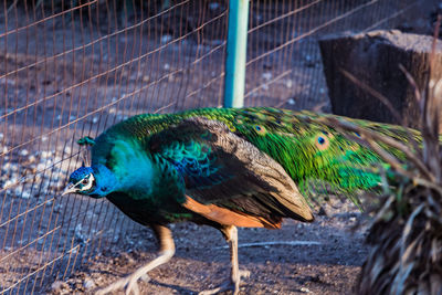 Close-up of peacock