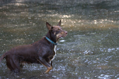 Side view of dog running in water