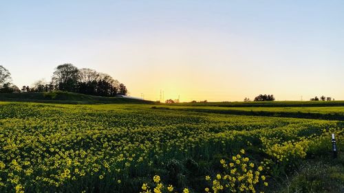 Scenic view of field against clear sky during sunset