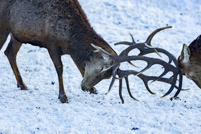 Close-up of horse on snow