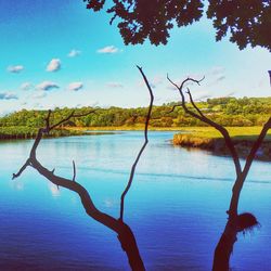 Reflection of trees in calm lake
