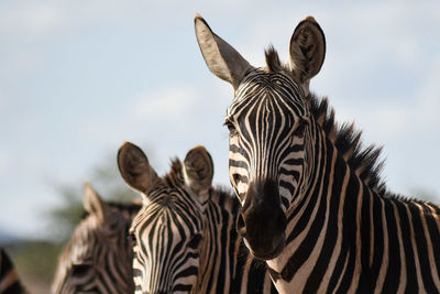 View of zebra against sky