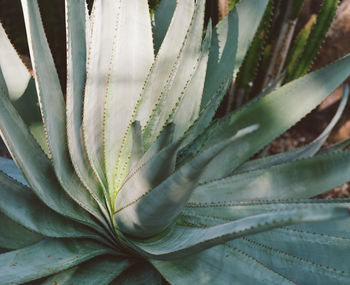 Close-up of succulent plant