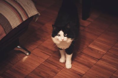 High angle portrait of cat on floor at home