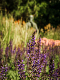 Close-up of purple lavender flowers on field