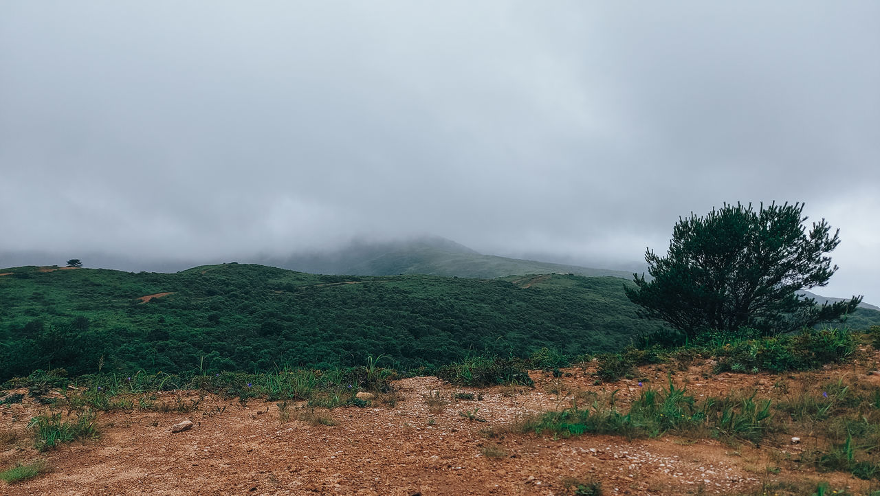 nature, environment, hill, cloud, sky, landscape, plant, land, tree, rural area, soil, forest, scenics - nature, beauty in nature, field, no people, fog, grass, overcast, non-urban scene, wilderness, outdoors, morning, natural environment, storm, horizon, travel destinations, tranquility, travel, tourism, plateau, ridge, green, highland, storm cloud, day, tranquil scene