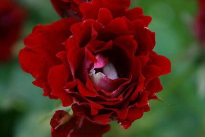 Close-up of red flower