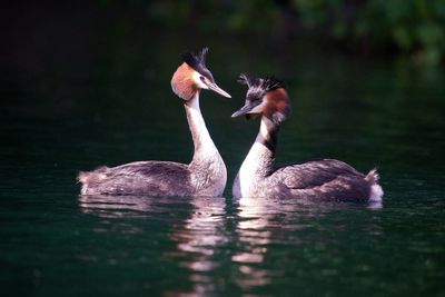Birds swimming in lake