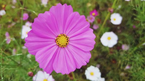 Close-up of pink flower blooming outdoors