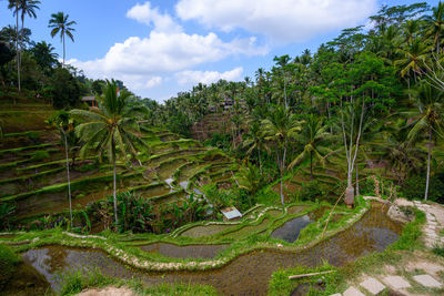 Scenic view of trees on field against sky