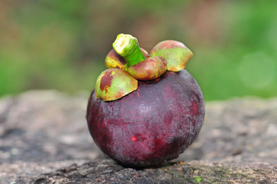 Close-up of fruits growing on wood