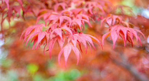 Close-up of pink flowering plants