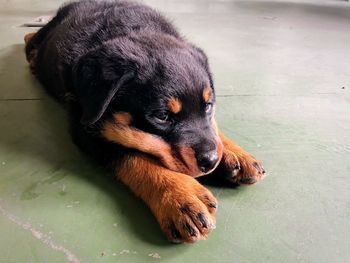 High angle view of a dog resting