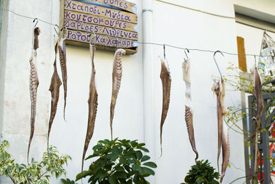 Close-up of clothes drying against building