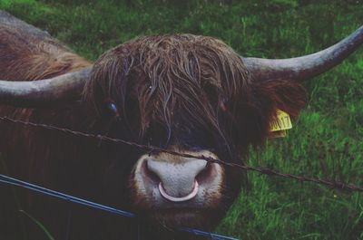 Close-up of horse in grass