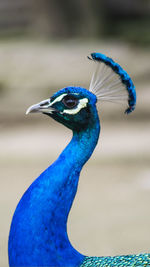Close-up of peacock against blue sky