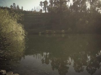 Reflection of trees in water