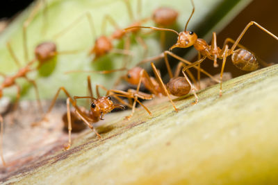 Close-up of ants on plant stem