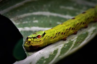 Close-up of green lizard