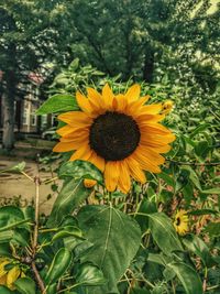 Close-up of fresh sunflower blooming in field