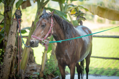 Close-up of a horse on field