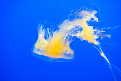 Close-up of jellyfish swimming in water