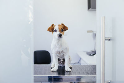 Portrait of dog standing against white door