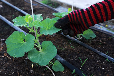 High angle view of hand holding leaf on field