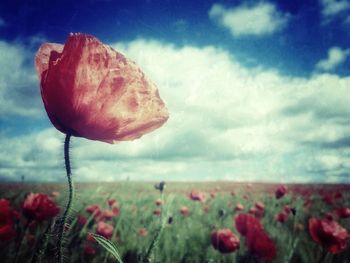 Close-up of flowers blooming in field